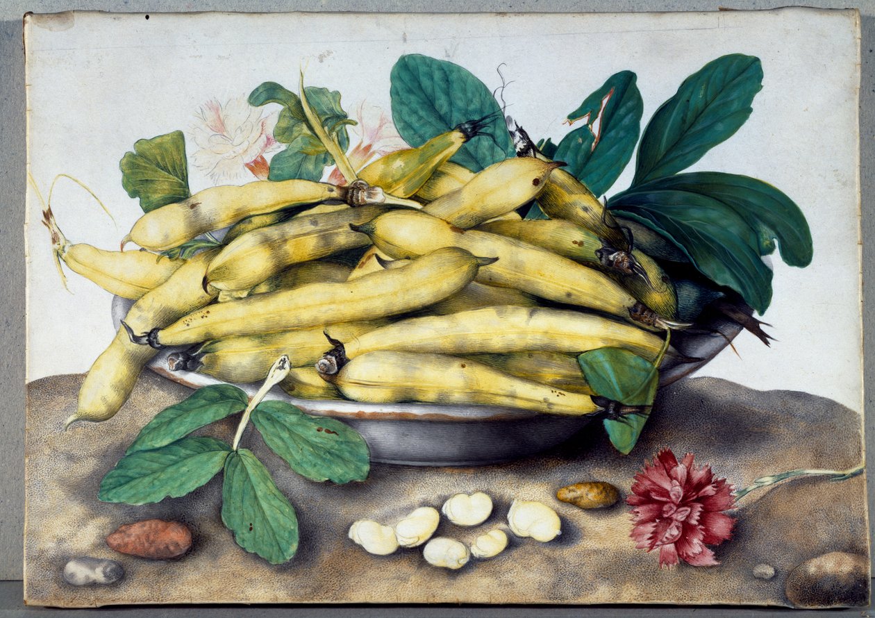 Stillleben mit Breiten Bohnenhülsen von Giovanna Garzoni