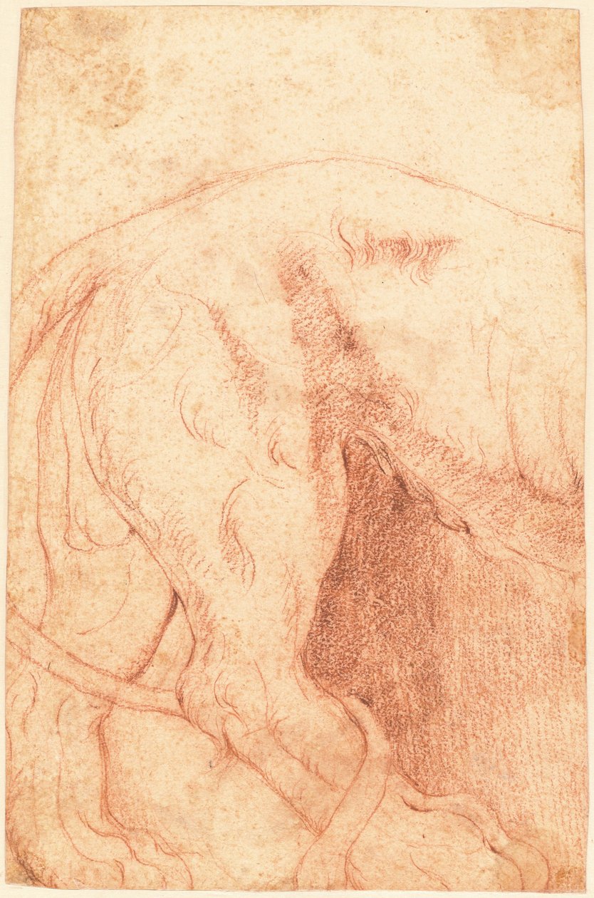 Fragment eines Löwen-Basreliefs (verso) von Giovanni Battista Piranesi