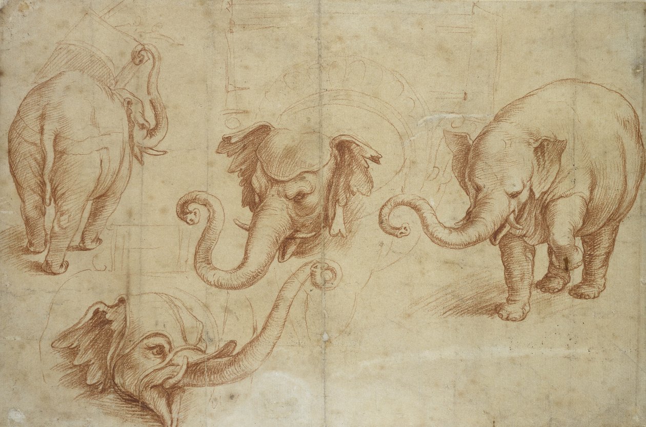 Vier Studien eines Elefanten von Giulio Romano