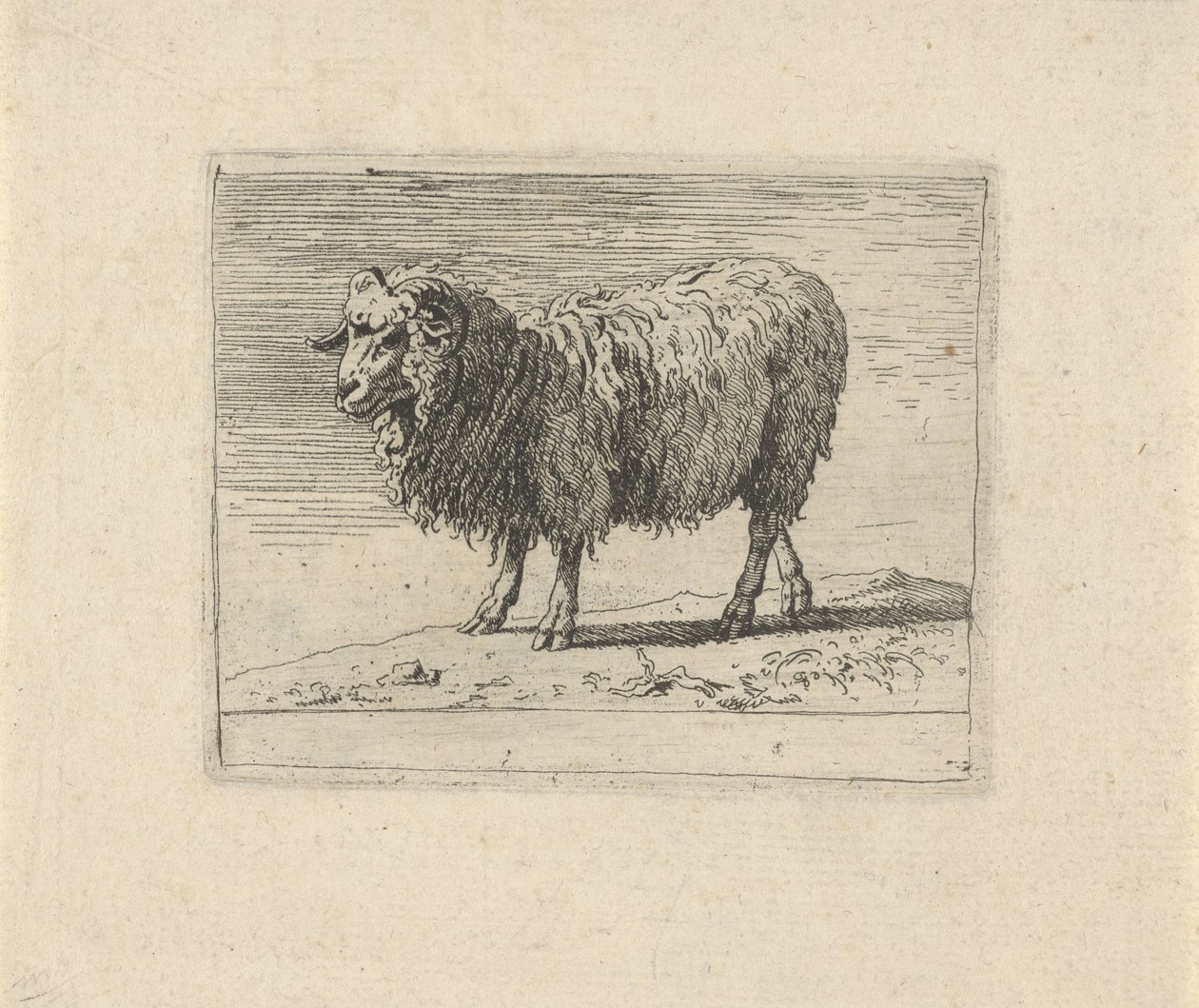 Widder von Govert van der Leeuw