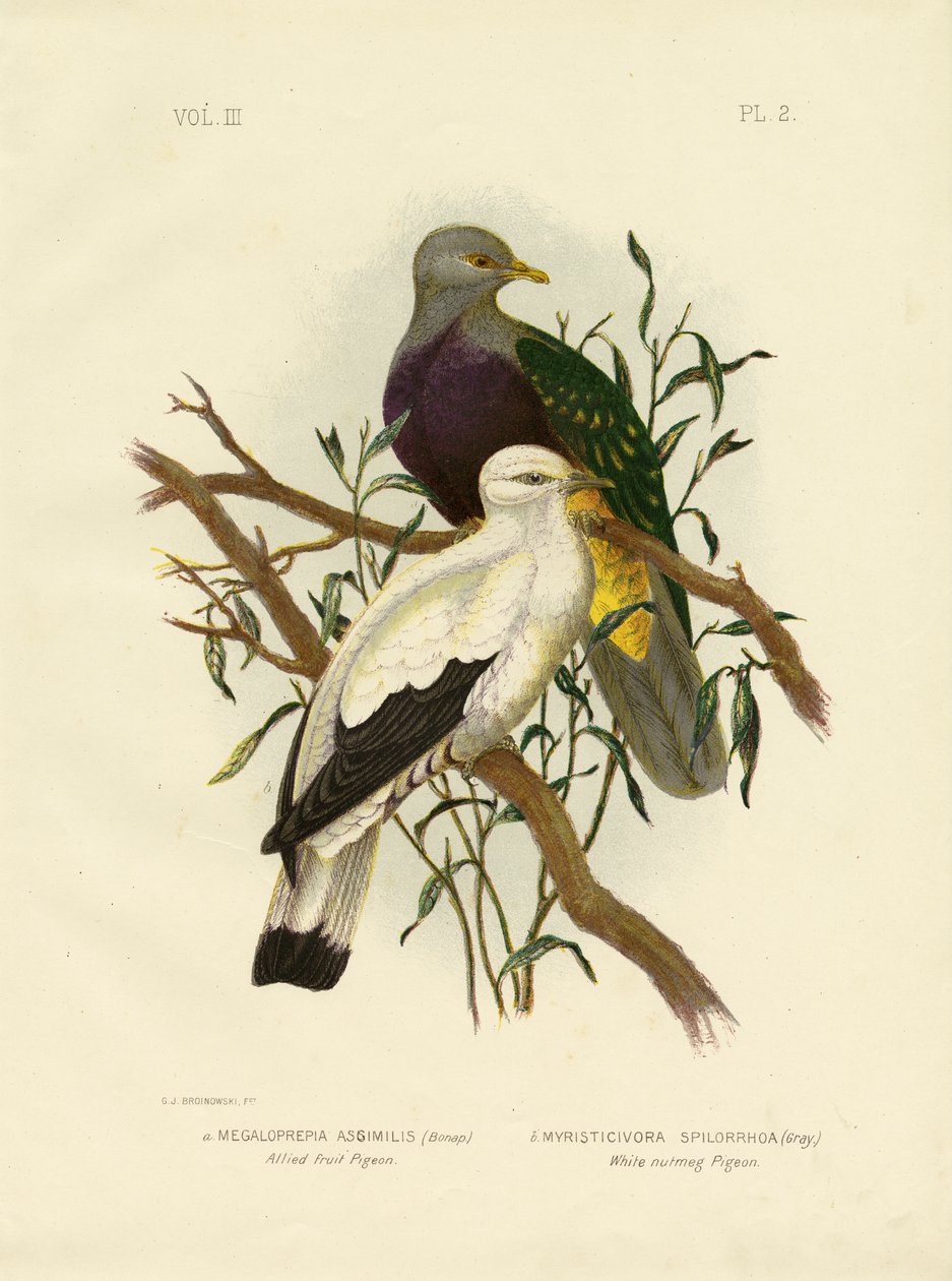 Alliierte Fruchttaube oder Wompoo-Fruchttaube, 1891 von Gracius Broinowski