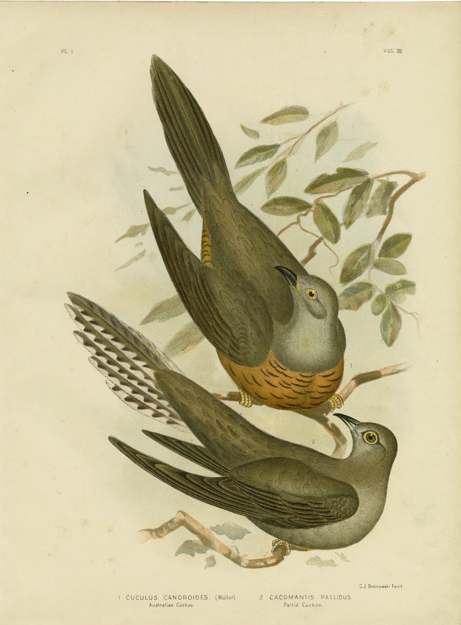 Australischer Kuckuck, 1891 von Gracius Broinowski