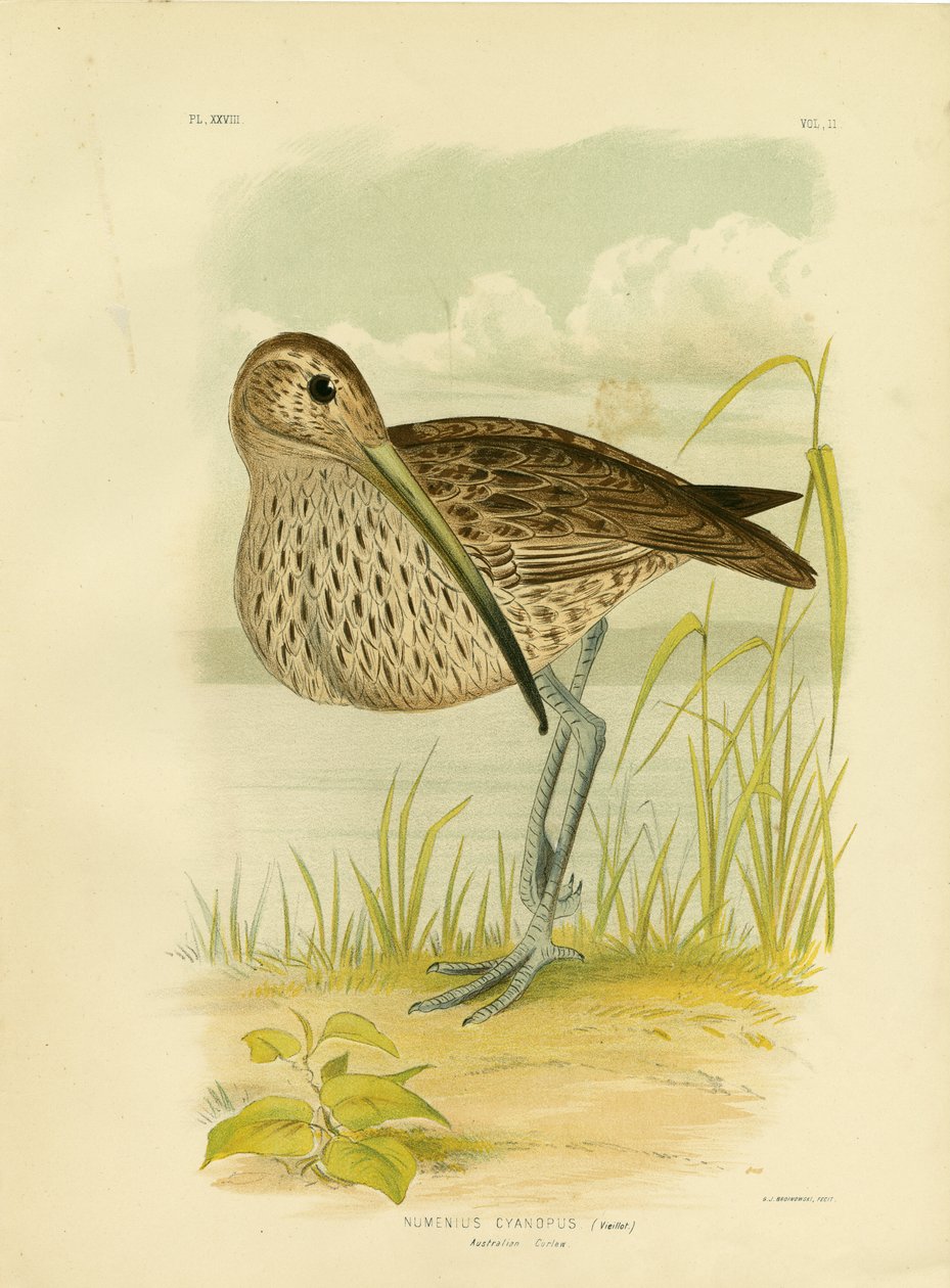 Australischer Brachvogel oder Fernöstlicher Brachvogel, 1891 von Gracius Broinowski