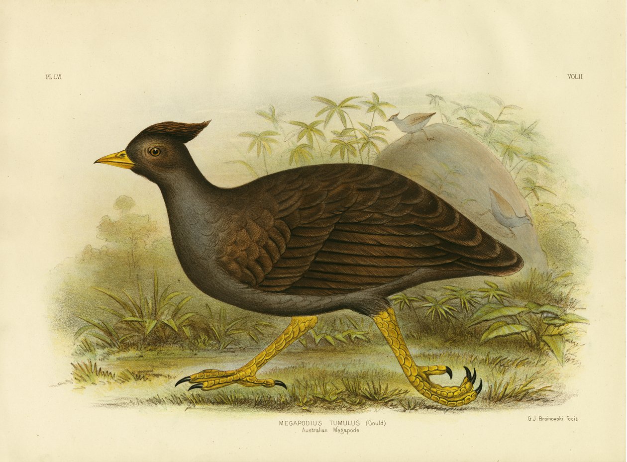 Australischer Megapode, 1891 von Gracius Broinowski