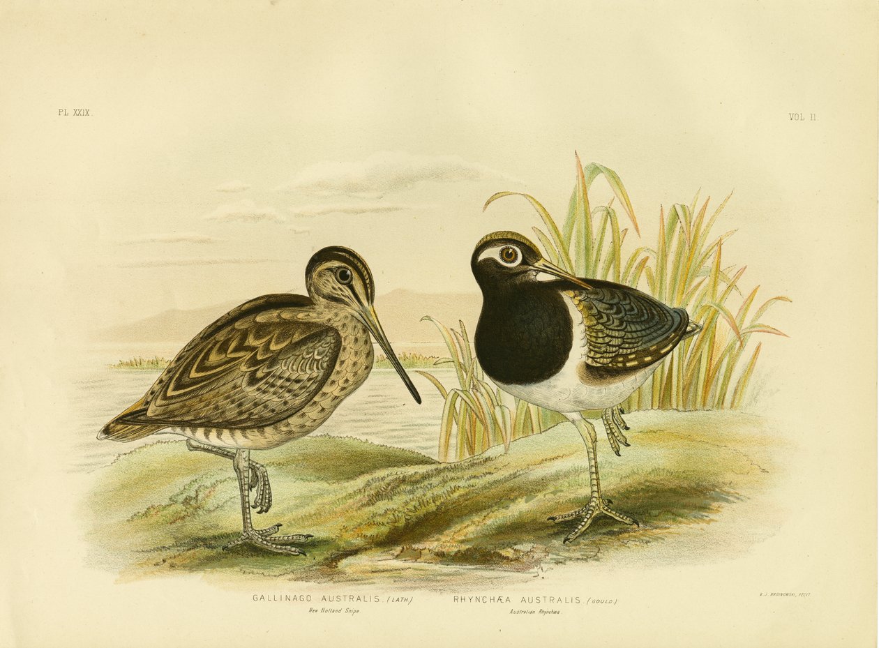 Australische Schnepfe oder Lathams Schnepfe, 1891 von Gracius Broinowski