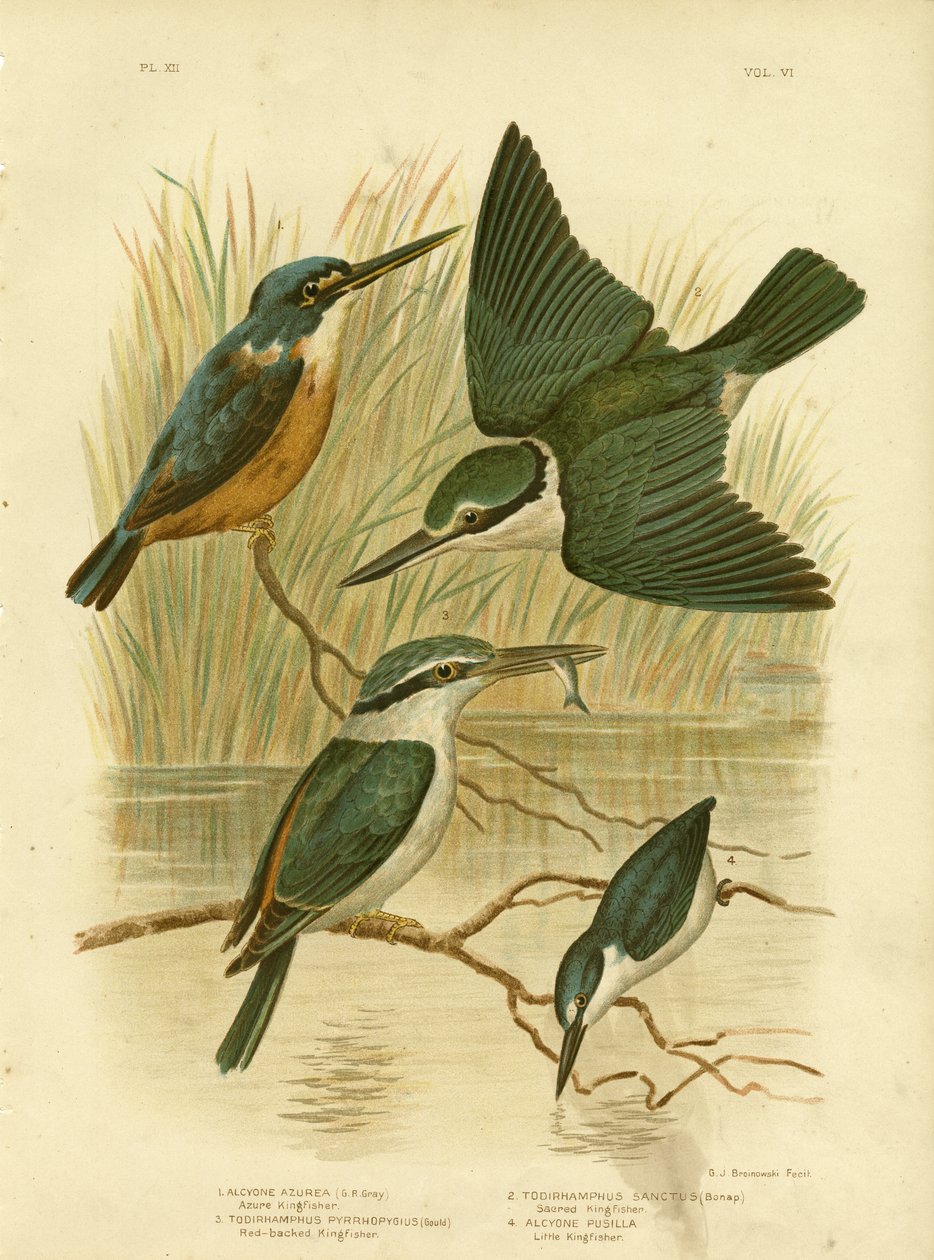 Azurblauer Eisvogel, 1891 von Gracius Broinowski
