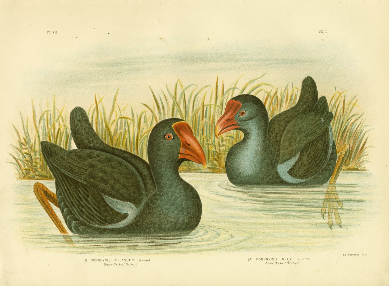 Schwarzrückiger Porphyrio, 1891 von Gracius Broinowski
