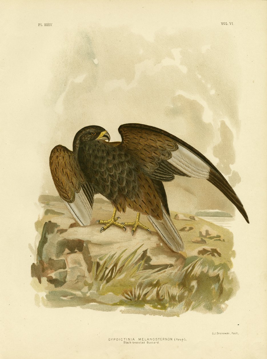 Schwarzbrustbussard, 1891 von Gracius Broinowski