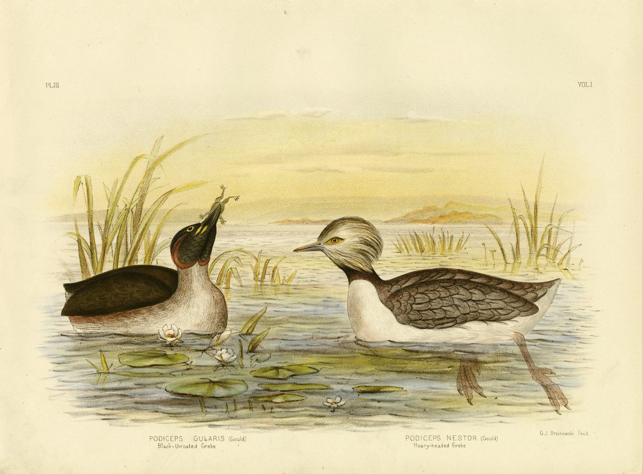 Schwarzkehlchen, 1891 von Gracius Broinowski