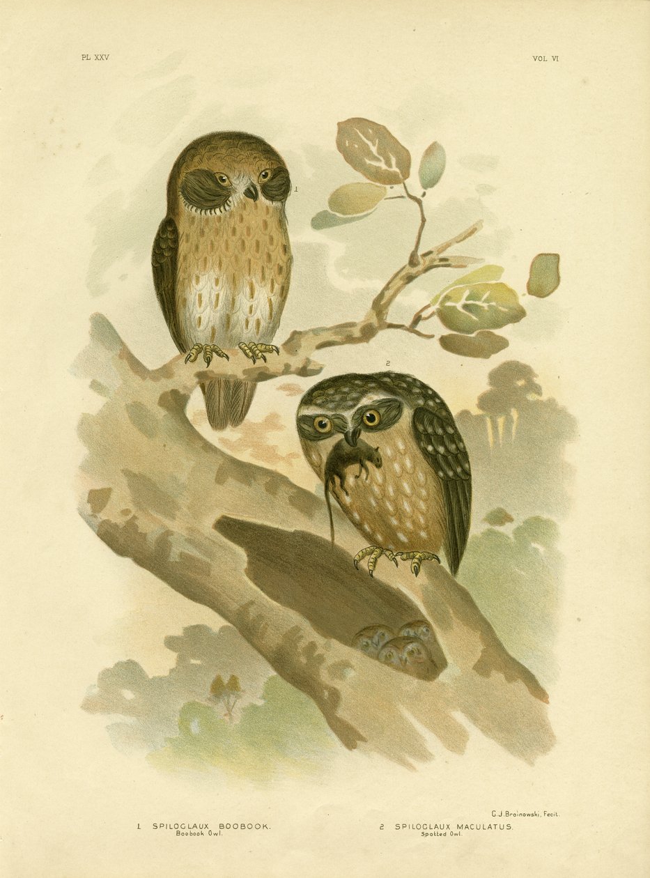 Boobook-Eule, 1891 von Gracius Broinowski