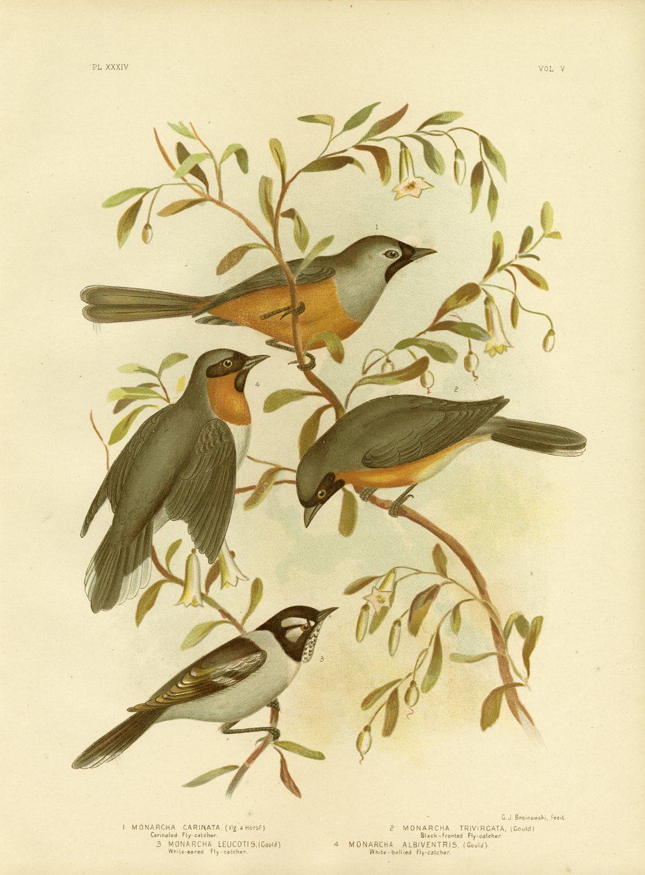 Kragenfliegenschnäpper oder Schwarzgesicht-Monarch, 1891 von Gracius Broinowski