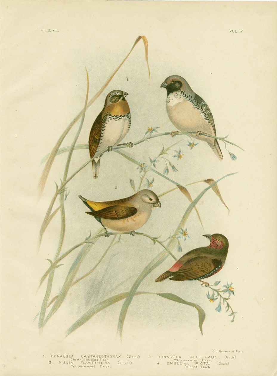Kastanienbrustfink, 1891 von Gracius Broinowski