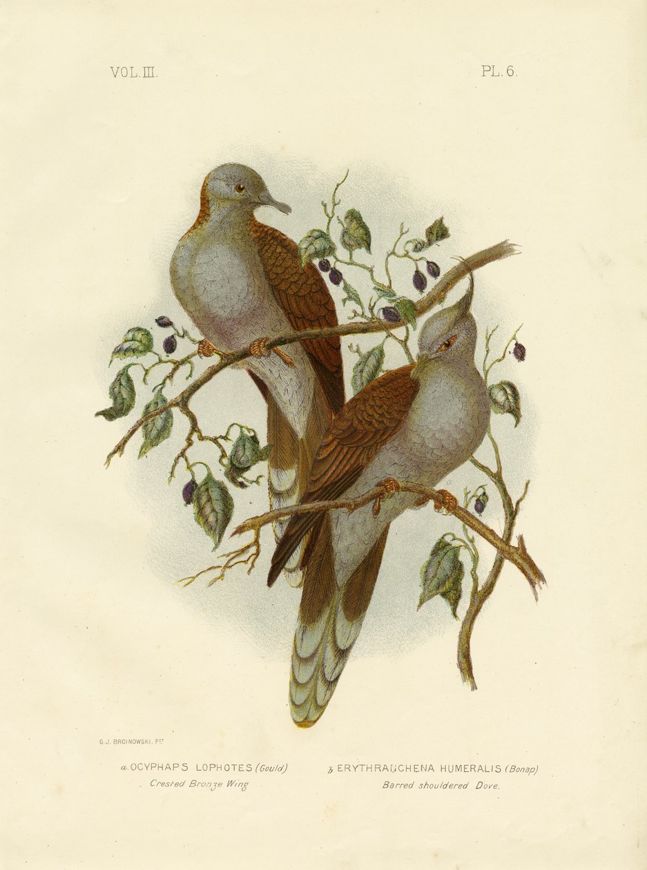 Bronzeflügeltaube oder Haubenbronzeflügel, 1891 von Gracius Broinowski