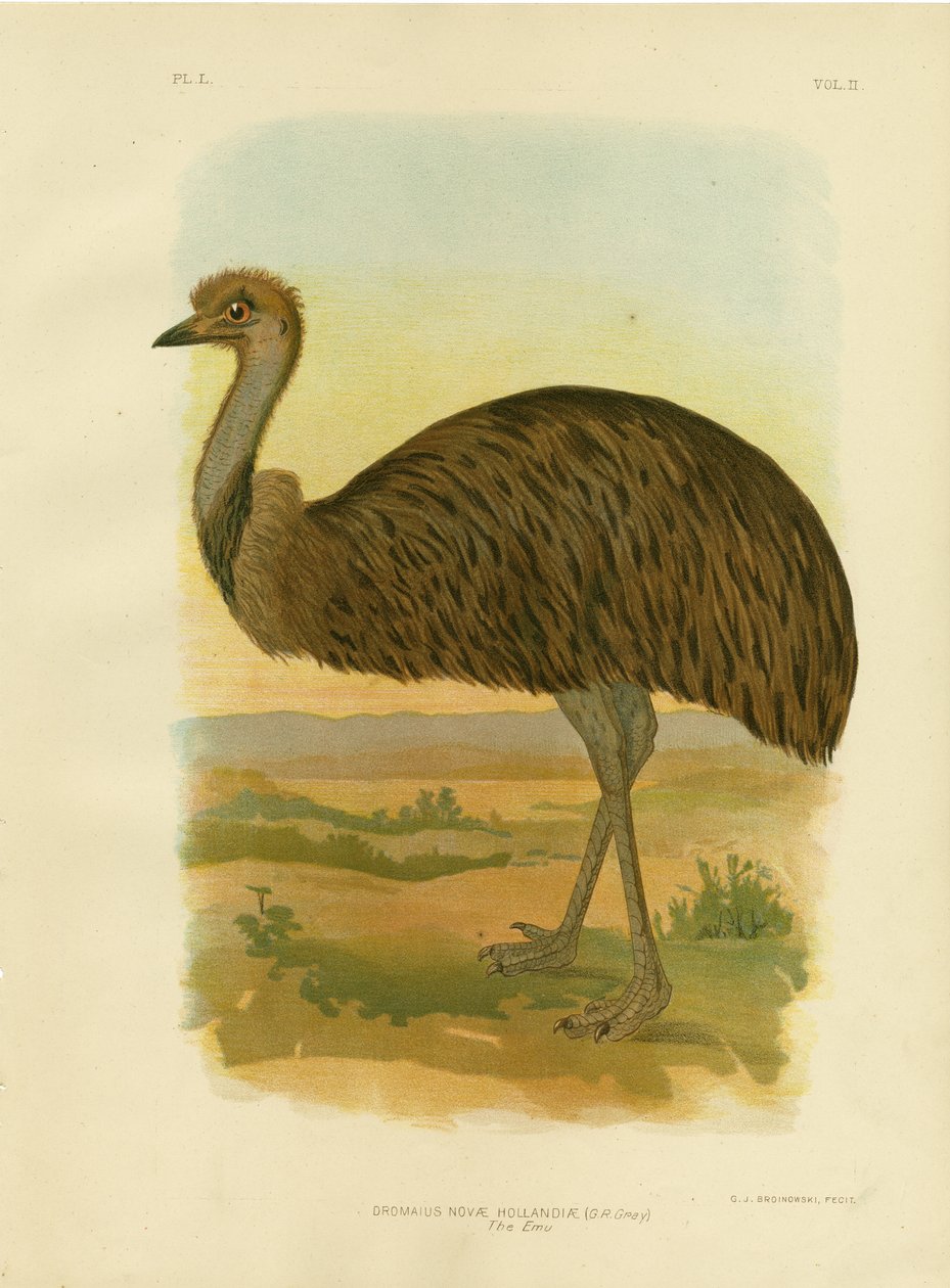 Emu, 1891 von Gracius Broinowski