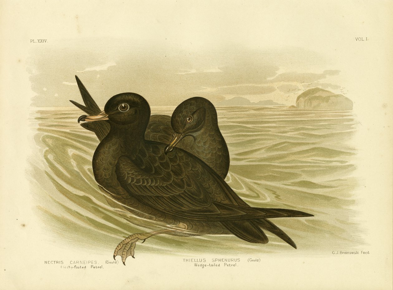 Fleischfüßiger Sturmtaucher, 1891 von Gracius Broinowski