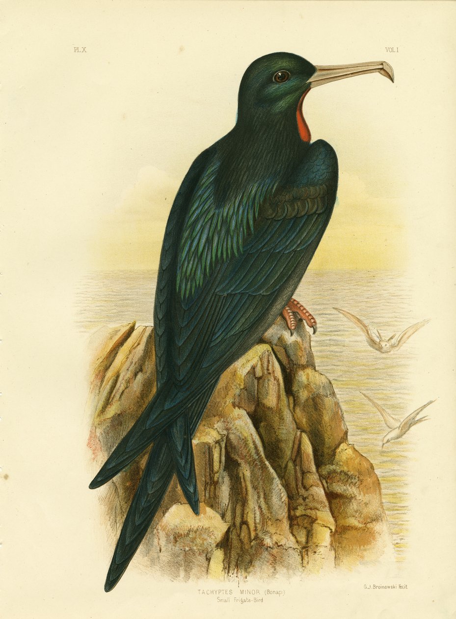 Fregattvogel, 1891 von Gracius Broinowski