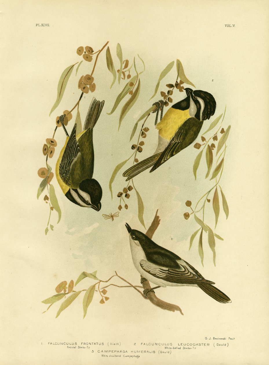 Frontal Shrike-Tit oder Crested Shrike-Tit, 1891 von Gracius Broinowski