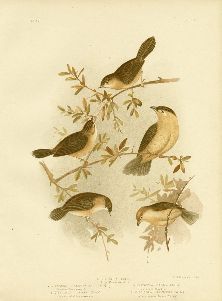 Goldkopf-Cisticola oder Goldkappen-Cisticola, 1891 von Gracius Broinowski