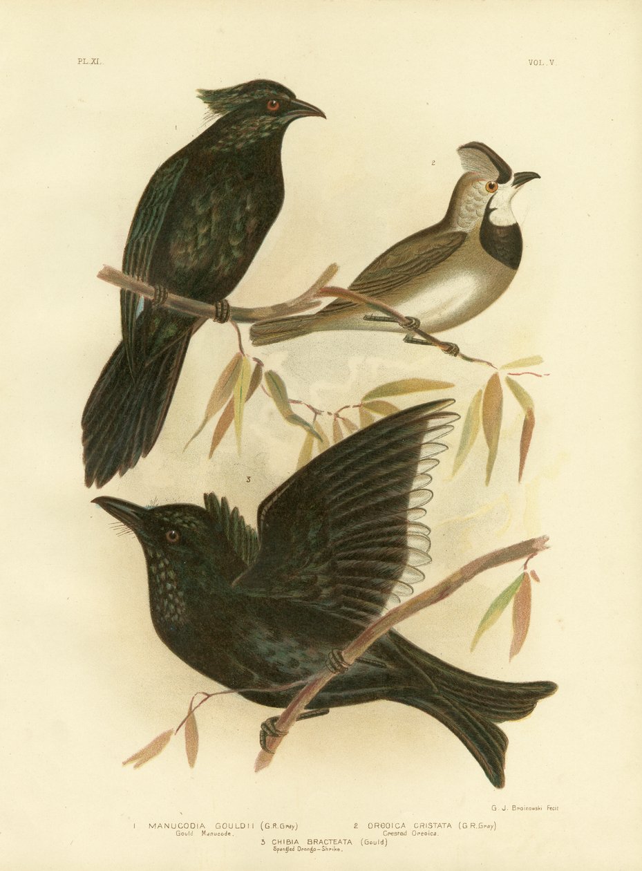 Gould Manucode oder Trompeten-Manucode, 1891 von Gracius Broinowski