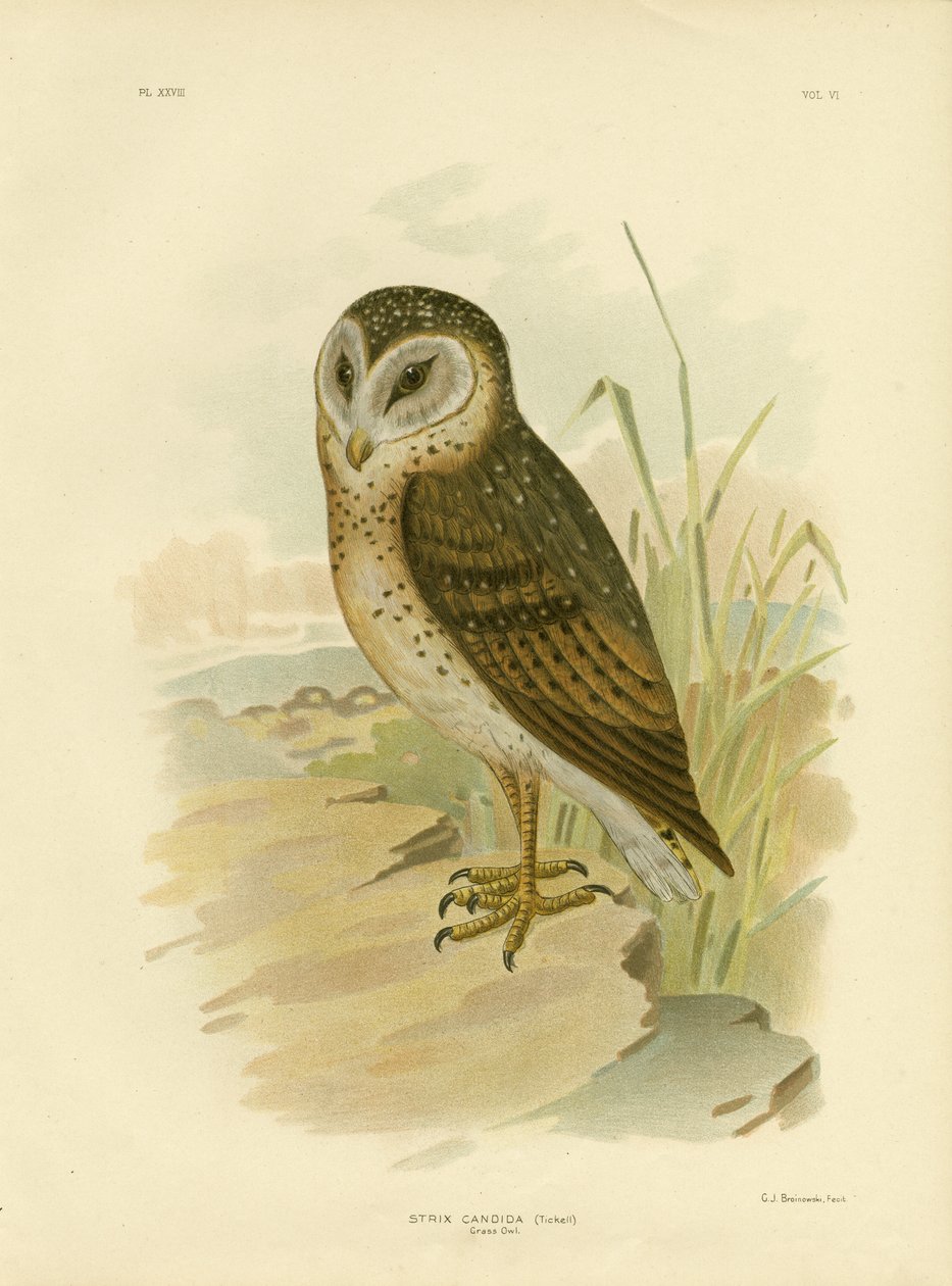 Graseule von Gracius Broinowski