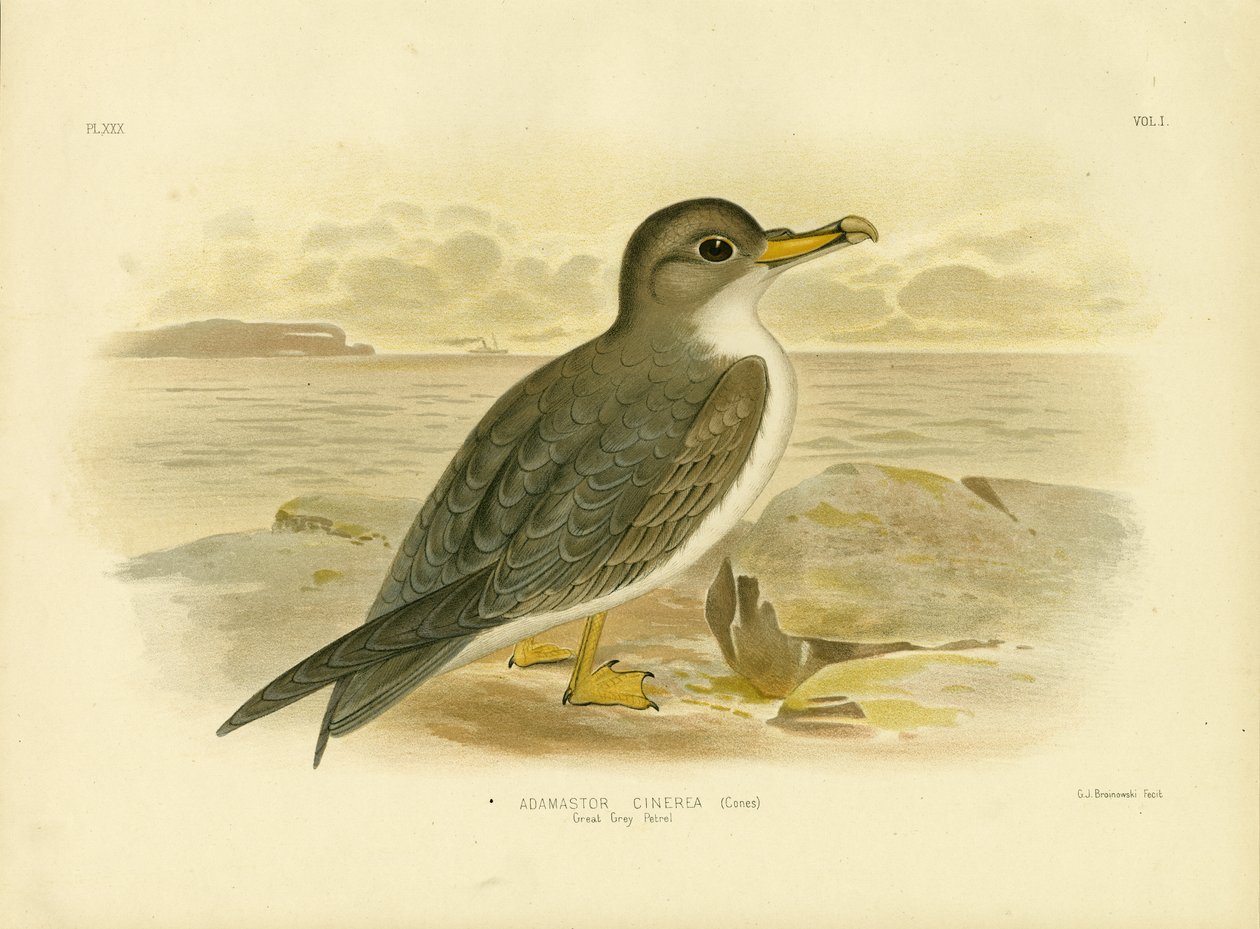 Großer Grauer Sturmtaucher, 1891 von Gracius Broinowski