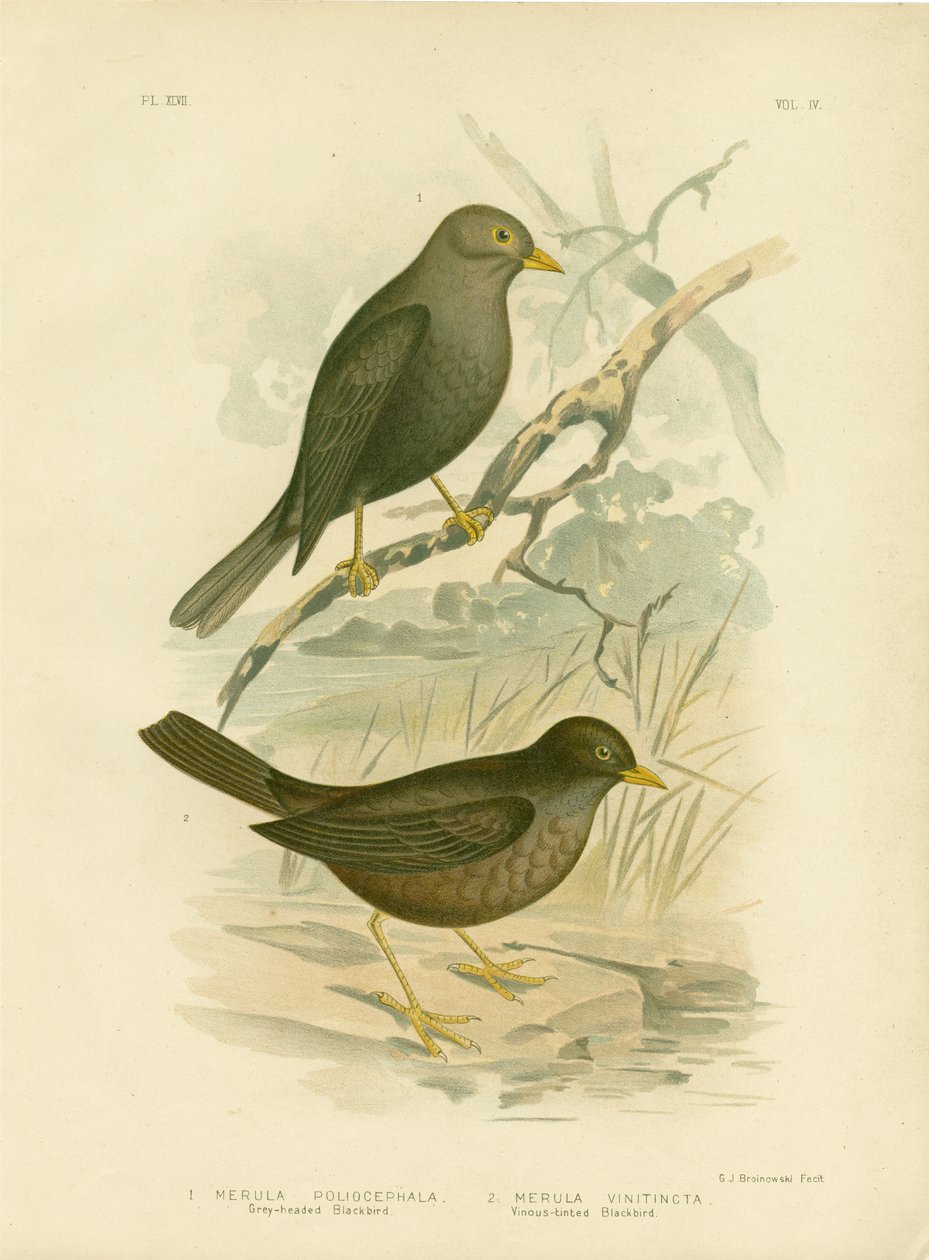 Grauköpfige Amsel, 1891 von Gracius Broinowski