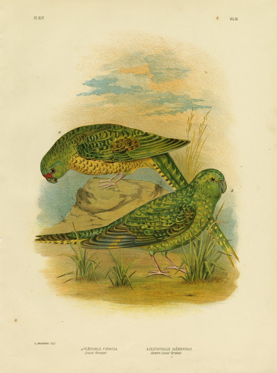 Bodenpapagei, 1891 von Gracius Broinowski