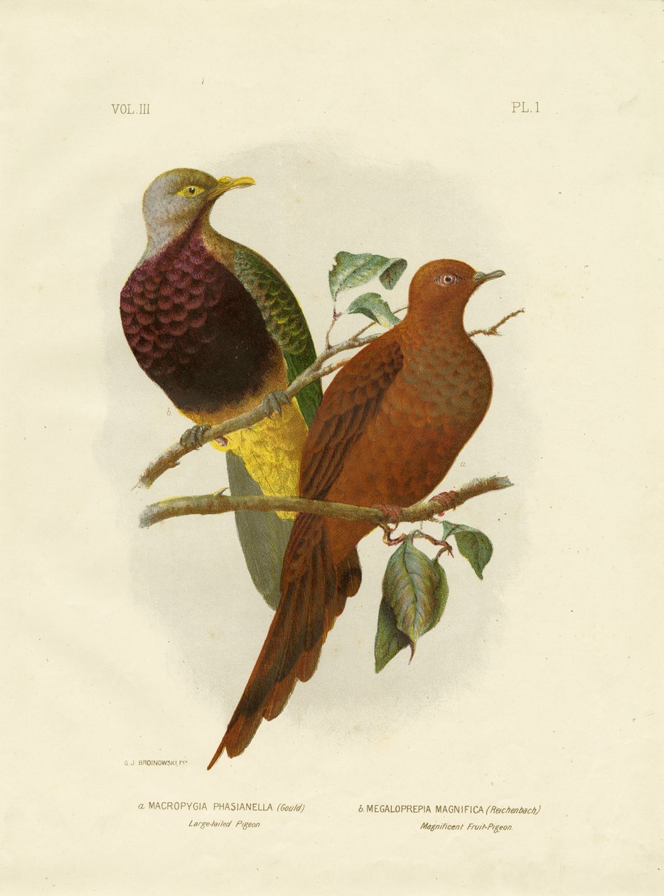 Großschwanztaube oder Braune Taube oder Braune Kuckuckstaube, 1891 von Gracius Broinowski