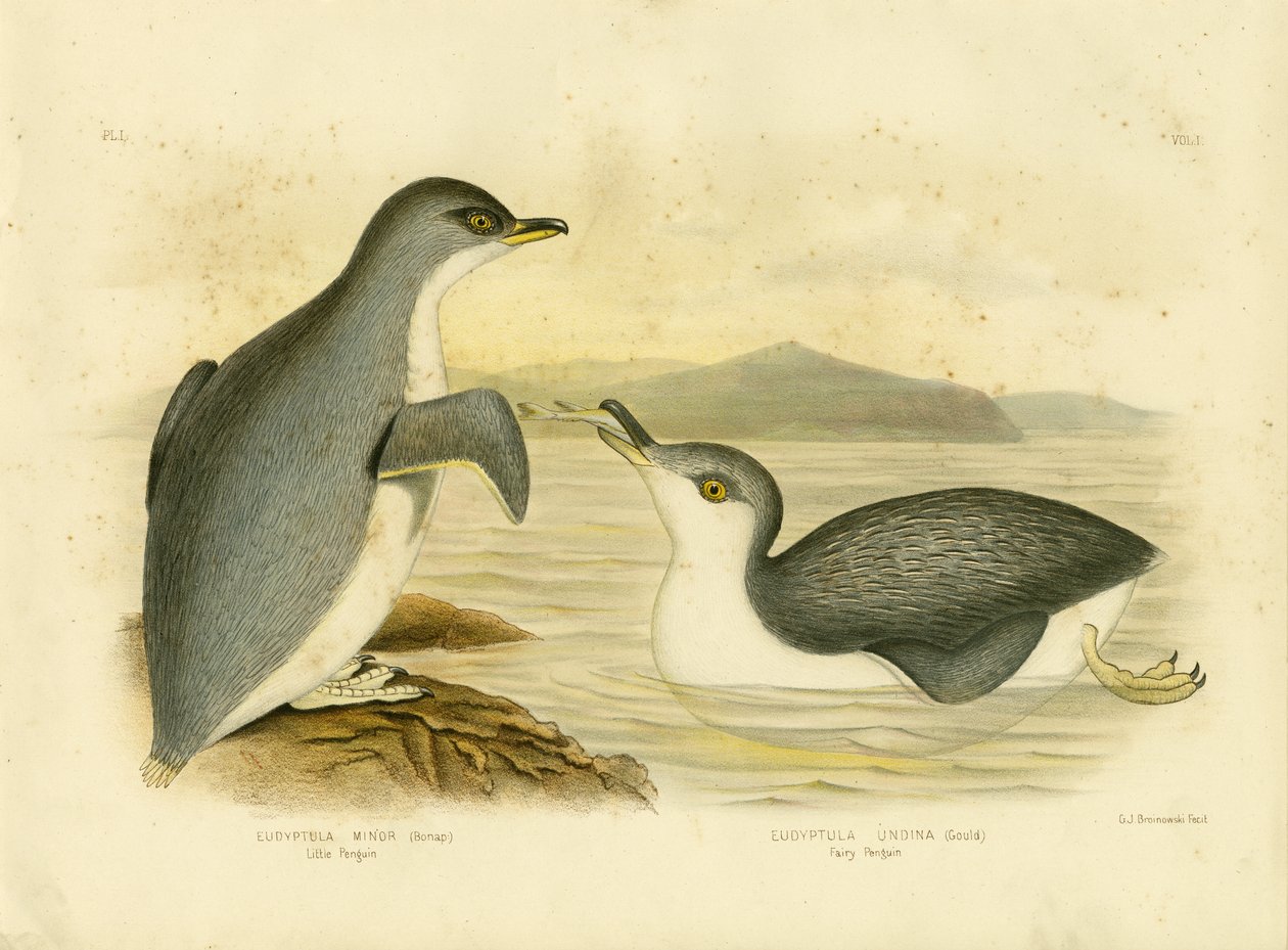 Kleiner Pinguin, 1891 von Gracius Broinowski