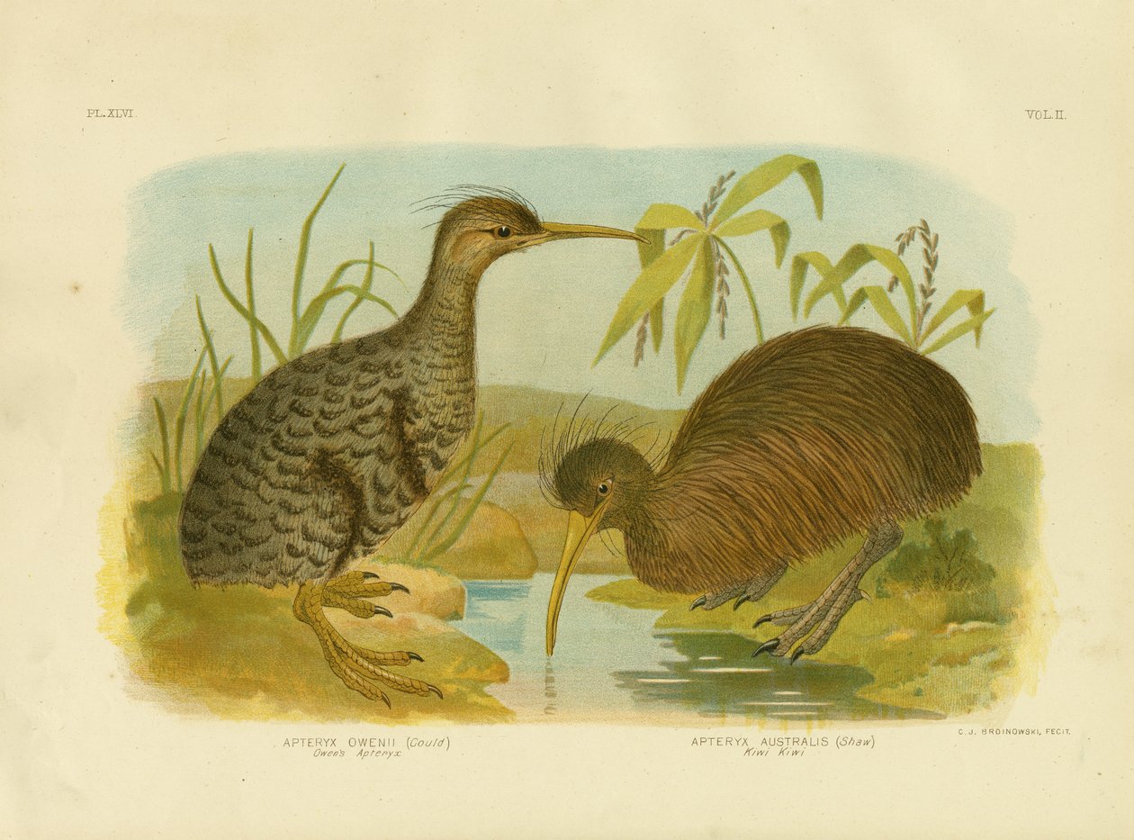 Kleiner gefleckter Kiwi, 1891 von Gracius Broinowski