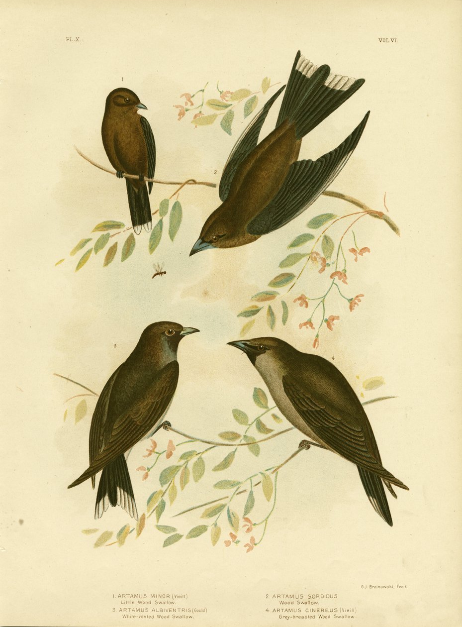 Kleiner Waldschwalbe, 1891 von Gracius Broinowski