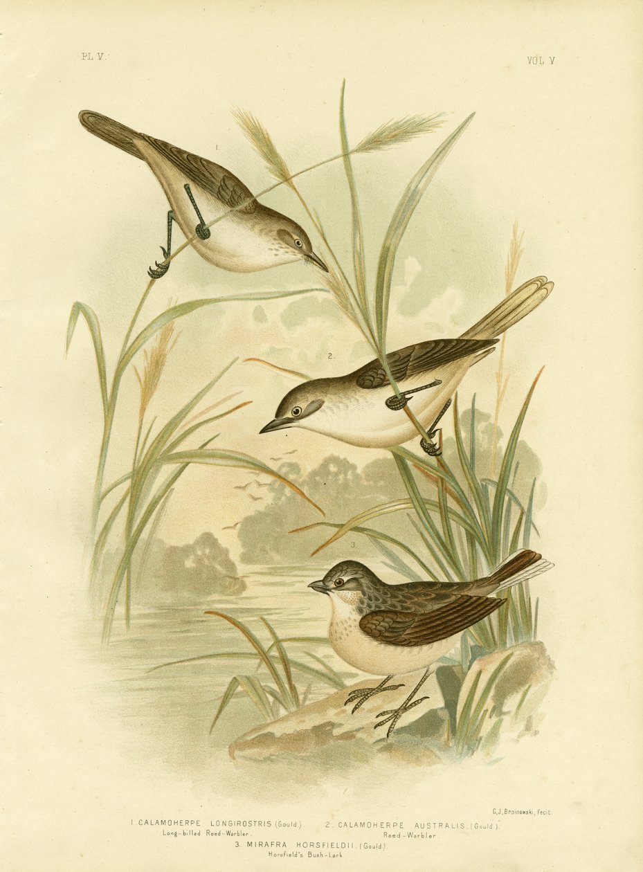 Langschnabel-Rohrsänger, 1891 von Gracius Broinowski