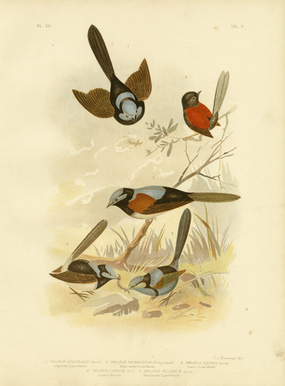 Langschwanz-Zaunkönig, 1891 von Gracius Broinowski