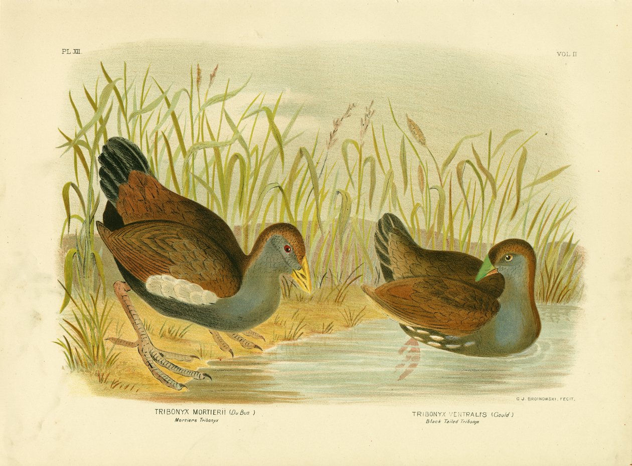 Mortiers Tribonyx oder Tasmanischer Rallenhuhn, 1891 von Gracius Broinowski