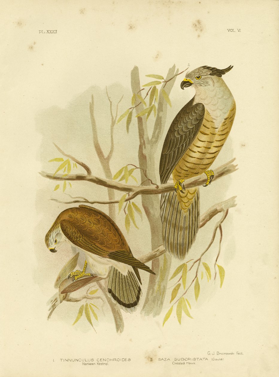 Nankeen-Falke oder Australischer Falke, 1891 von Gracius Broinowski