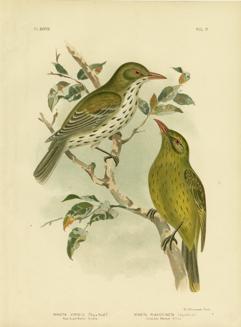 Neusüdwales-Oriole oder Grüner Oropendola, 1891 von Gracius Broinowski