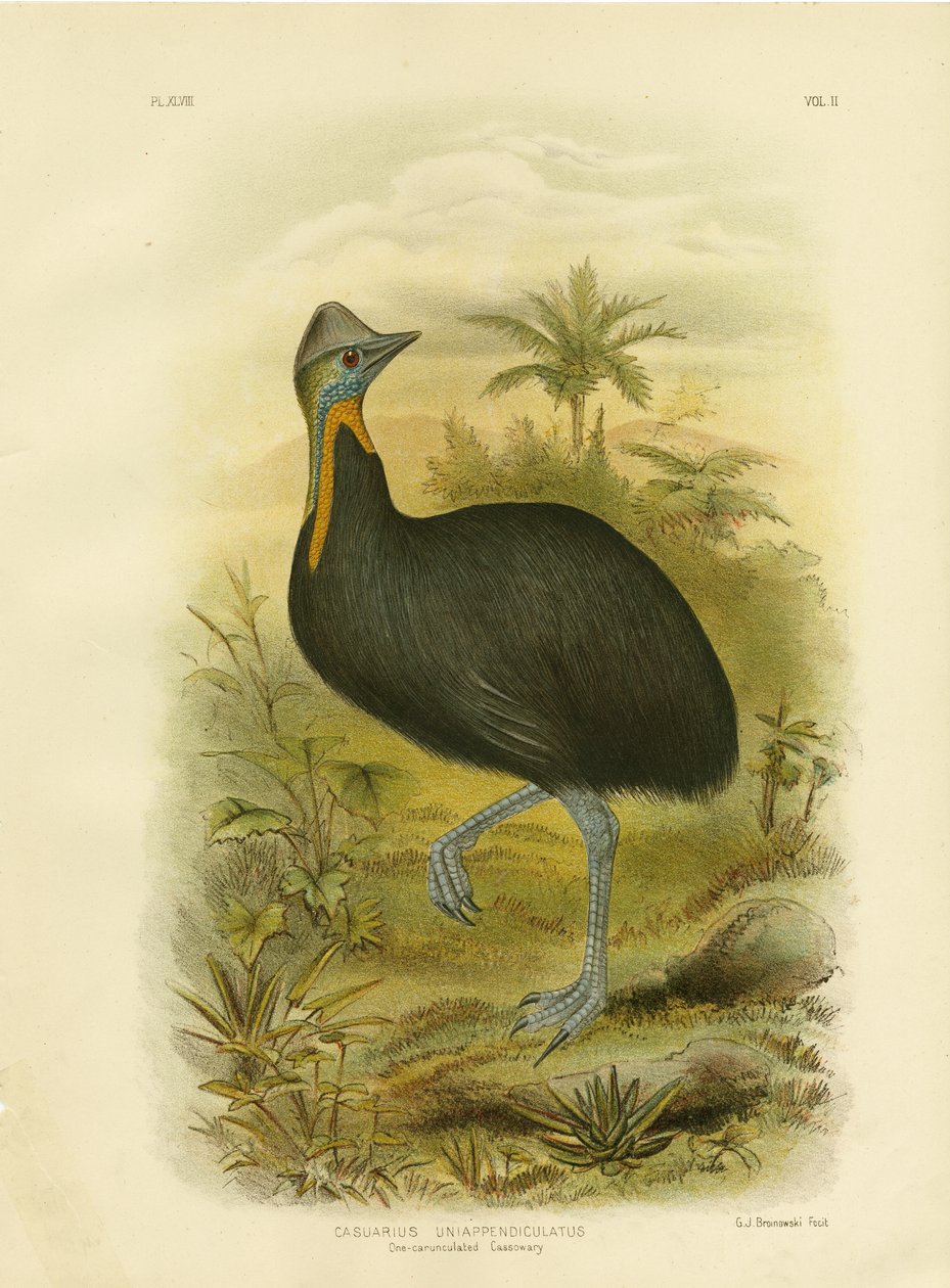 Einwatt-Kasuare, 1891 von Gracius Broinowski
