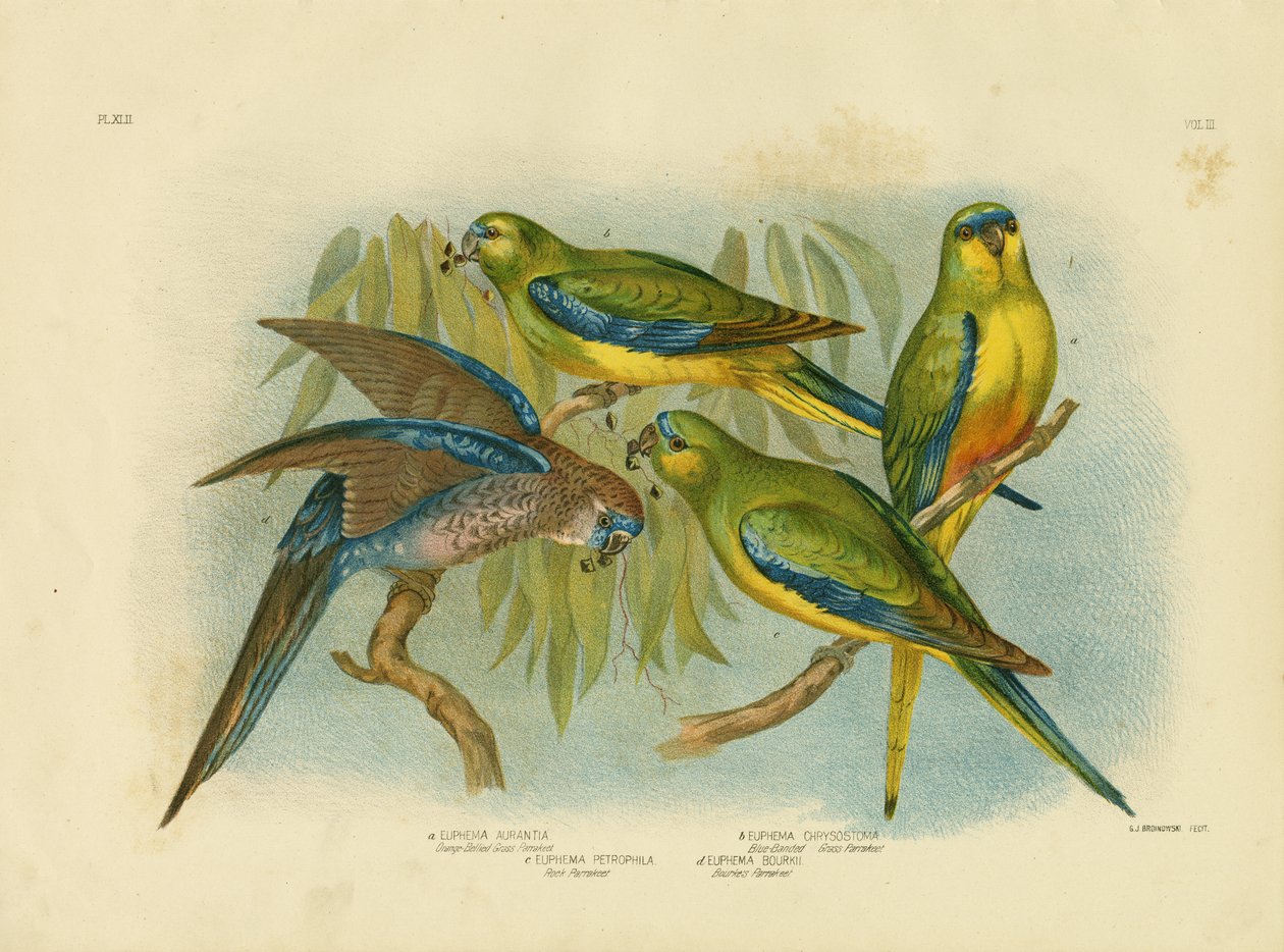 Orangebauchiger Gras-Sittich, 1891 von Gracius Broinowski