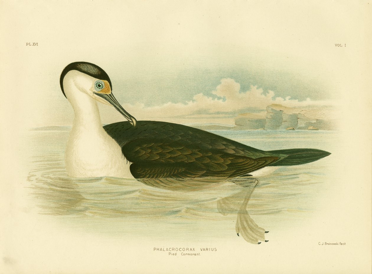 Pied Kormoran, 1891 von Gracius Broinowski