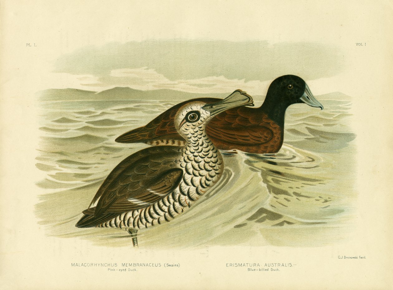 Rosaäugige Ente, 1891 von Gracius Broinowski
