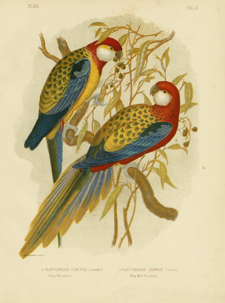 Rosella-Sittich oder Östlicher Rosella, 1891 von Gracius Broinowski