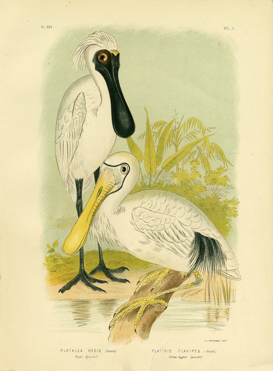 Königslöffler, 1891 von Gracius Broinowski