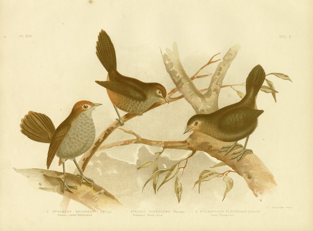 Rostbrauner Buschvogel, 1891 von Gracius Broinowski