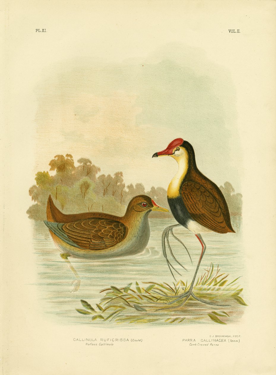 Rötliche Teichralle oder Rötlichschwanz-Wasserhuhn, 1891 von Gracius Broinowski