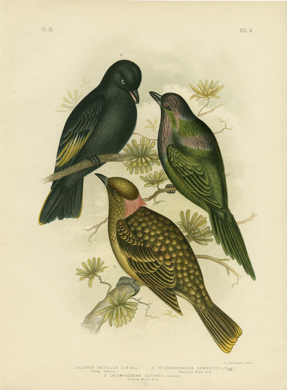 Glänzender Calornis oder metallischer Star oder glänzender Star, 1891 von Gracius Broinowski