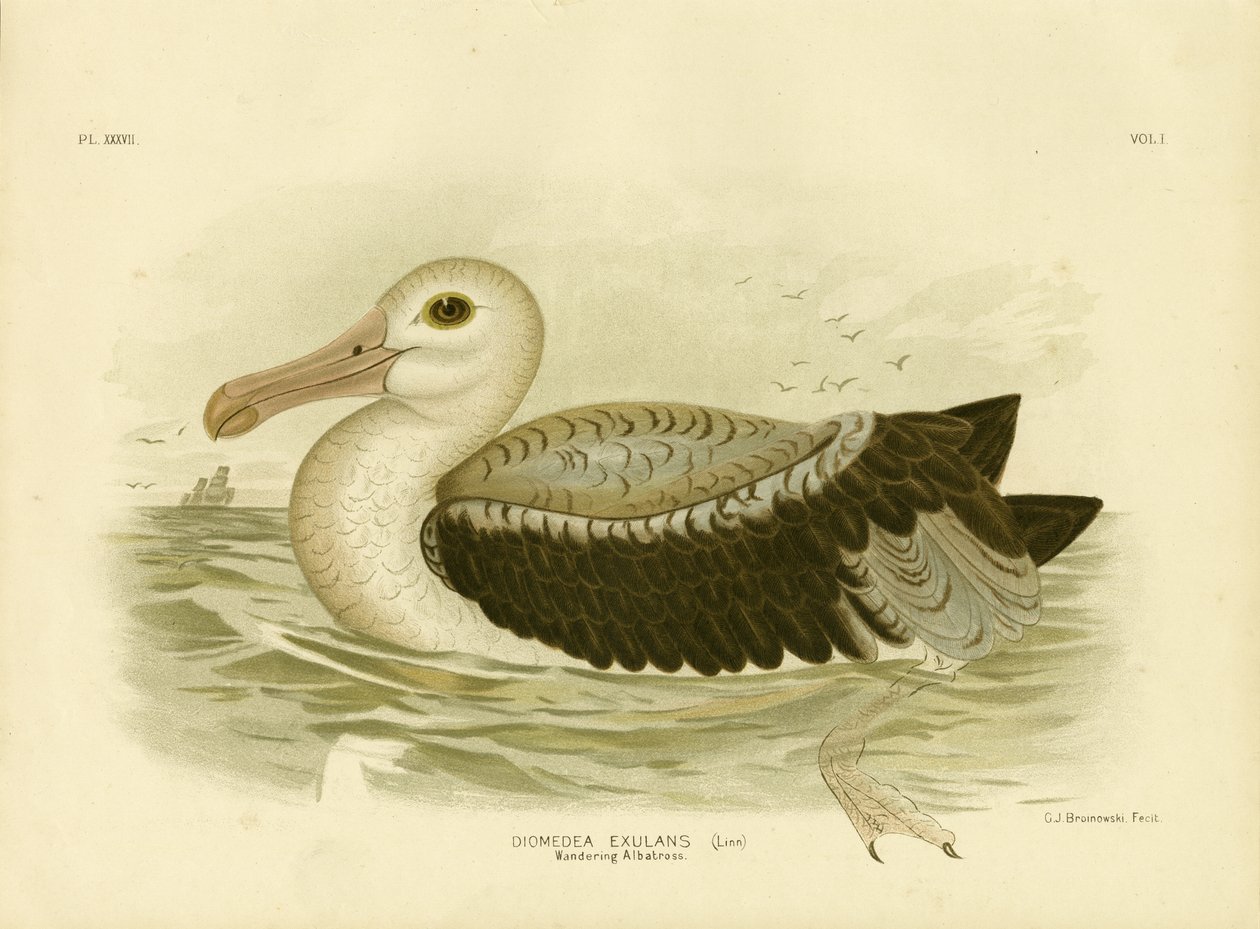 Silbergraue Sturmschwalbe, 1891 von Gracius Broinowski