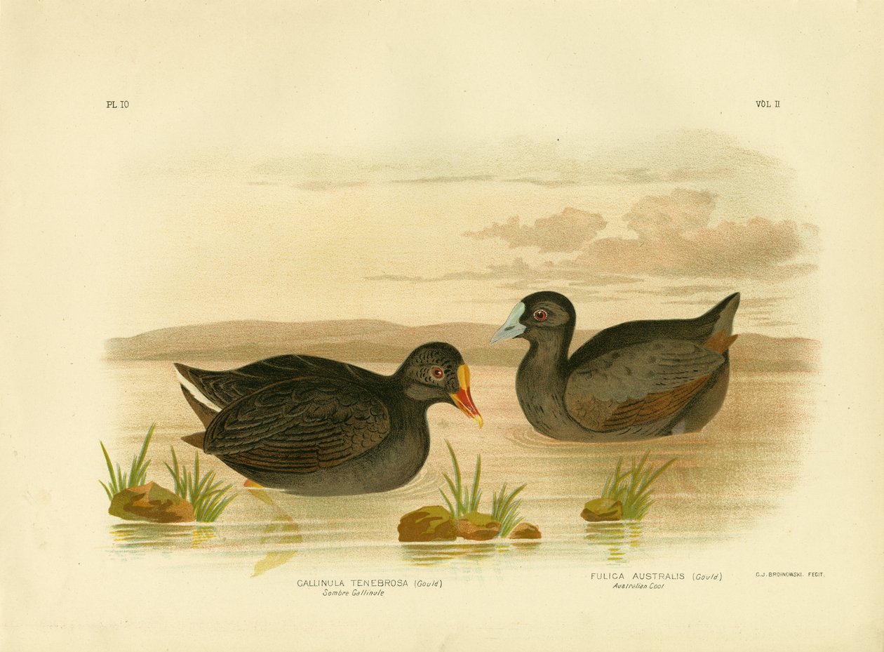 Dunkle Teichralle oder dunkles Teichhuhn, 1891 von Gracius Broinowski