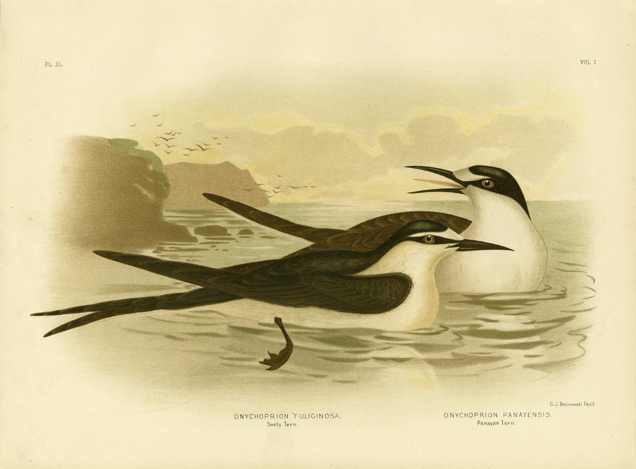 Rußseeschwalbe, 1891 von Gracius Broinowski