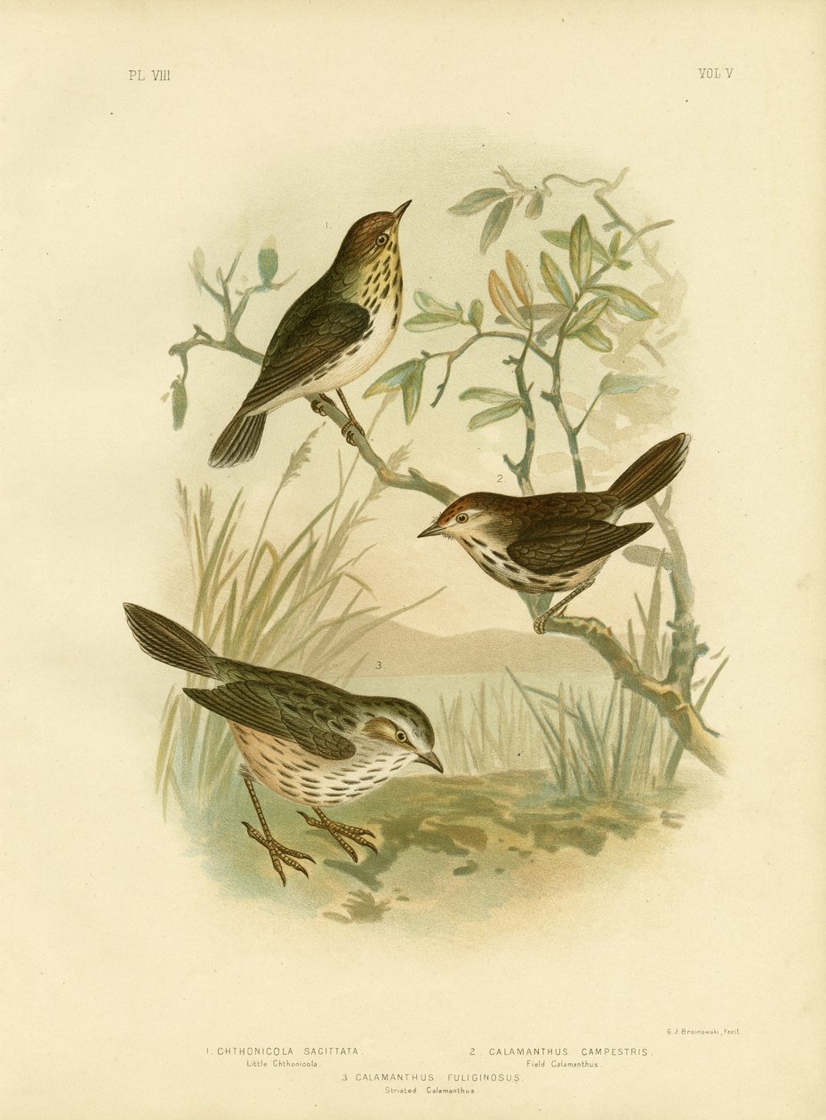 Gefleckter Zaunkönig, 1891 von Gracius Broinowski