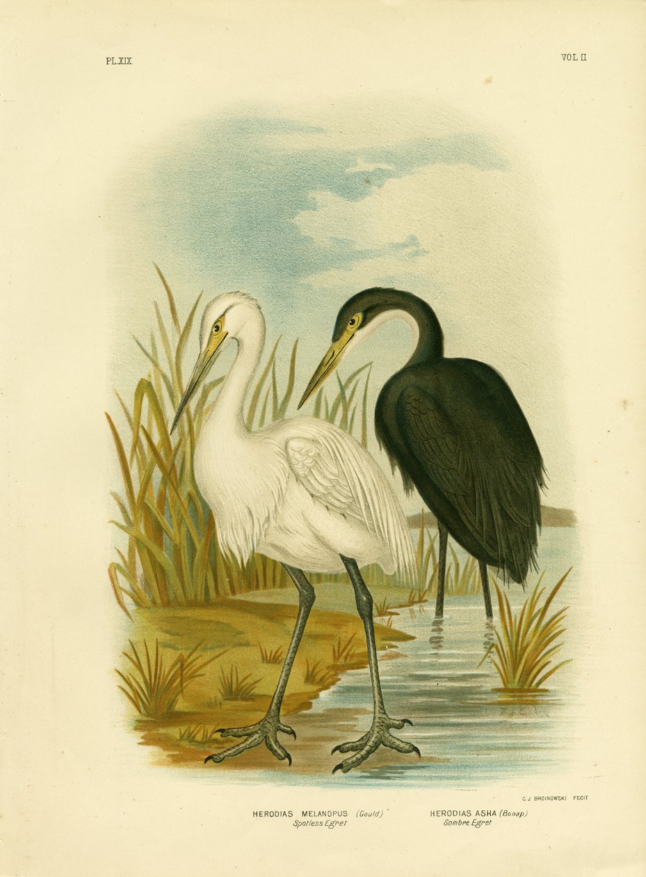 Makelloser Reiher oder Kleiner Reiher, 1891 von Gracius Broinowski